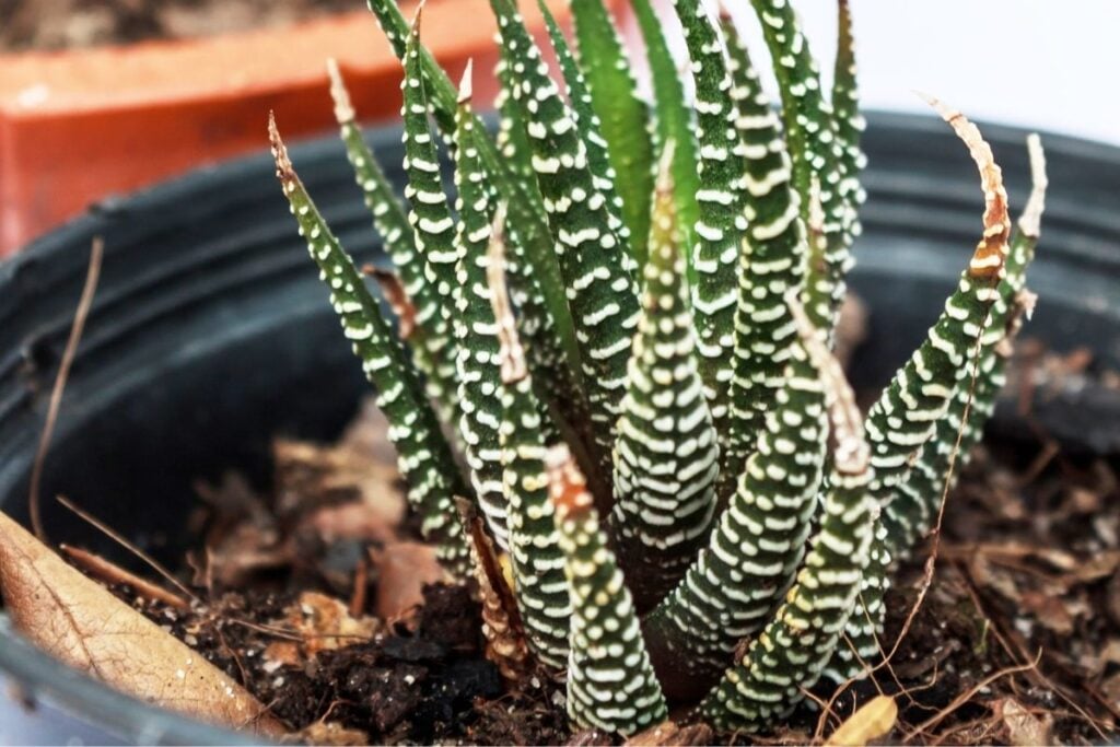 Haworthia wet soil