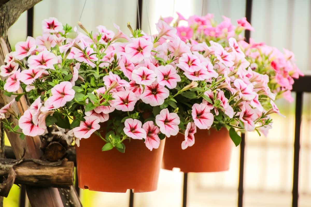 17 Potted Flowers That Do Well In Full Sun (+Basic Care)