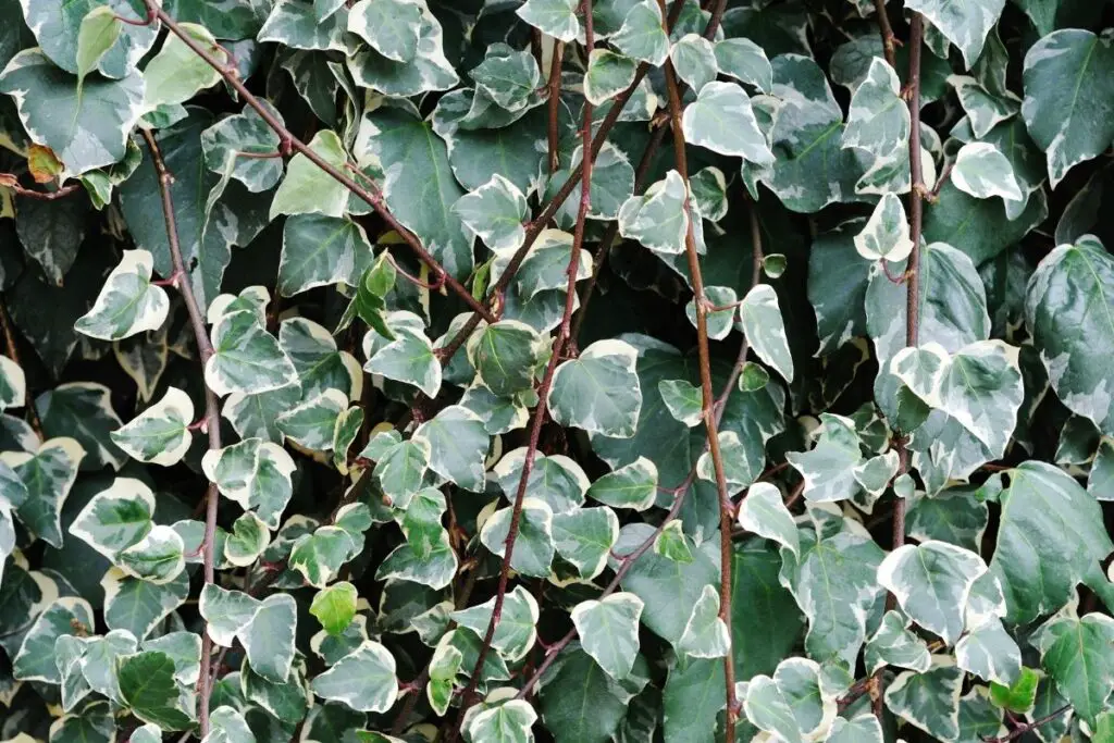 Variegated ivy