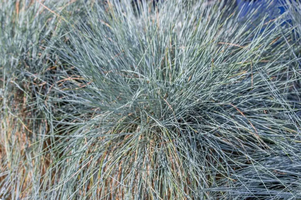 Blue Fescue Grass