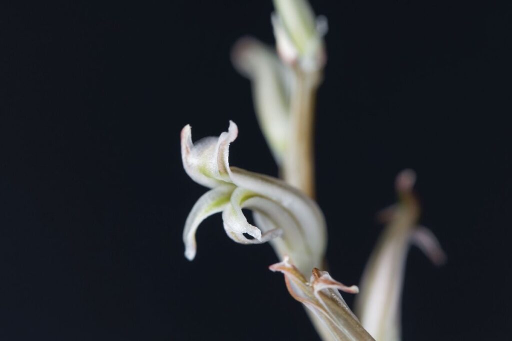 Haworthia flowering