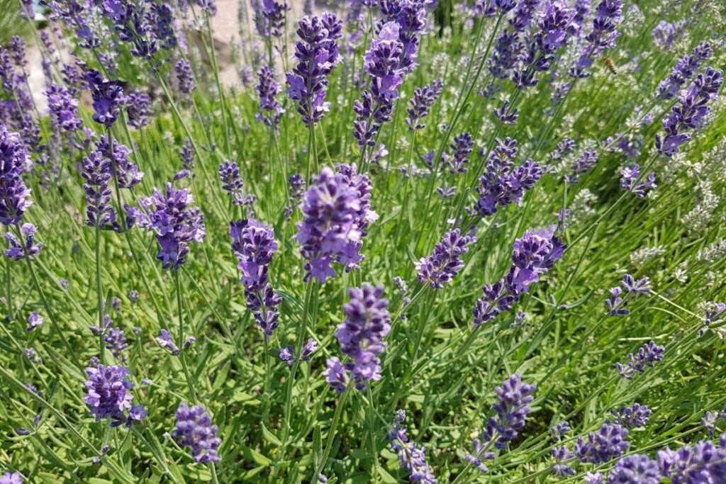 Lavender Angustifolia