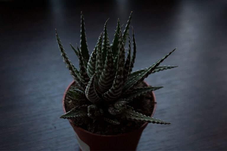 Why Is My Haworthia Falling Apart? (Possible Causes+Solution)