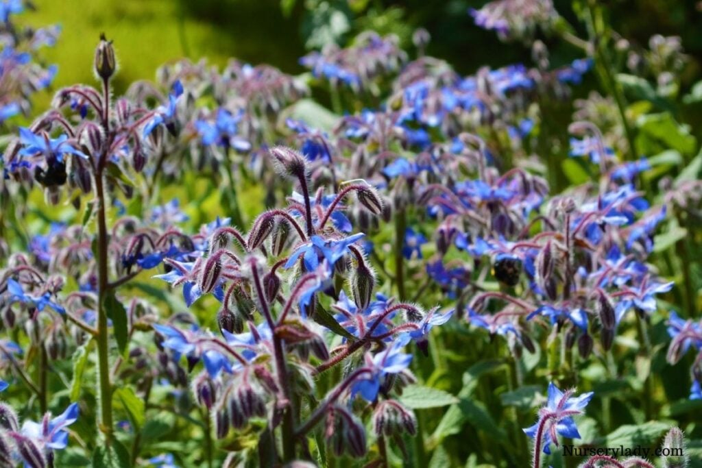 Borage