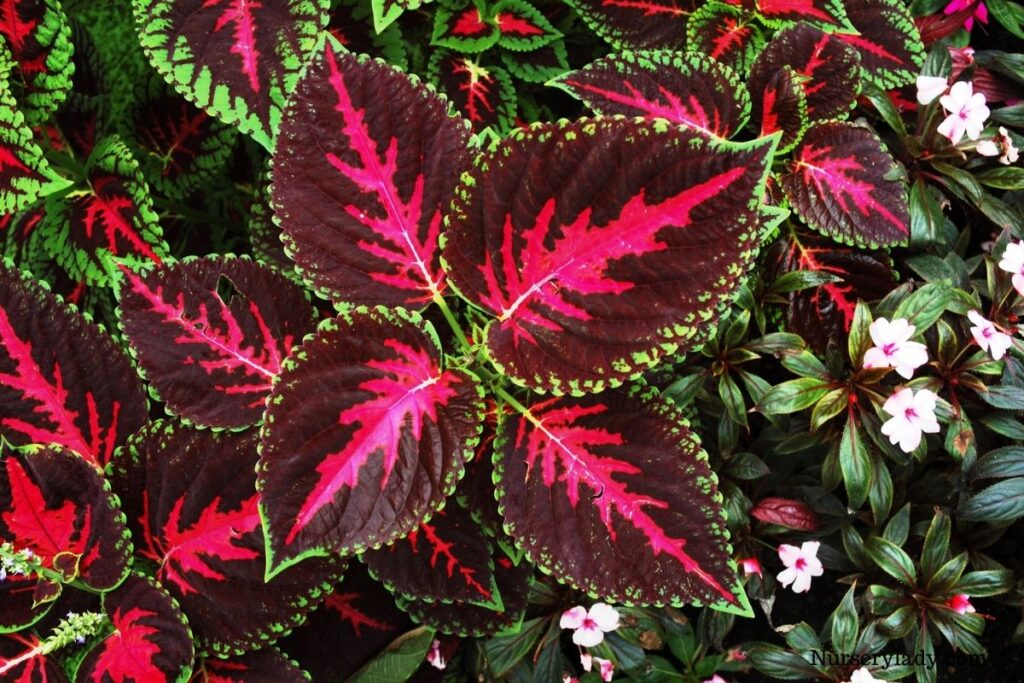 Coleus