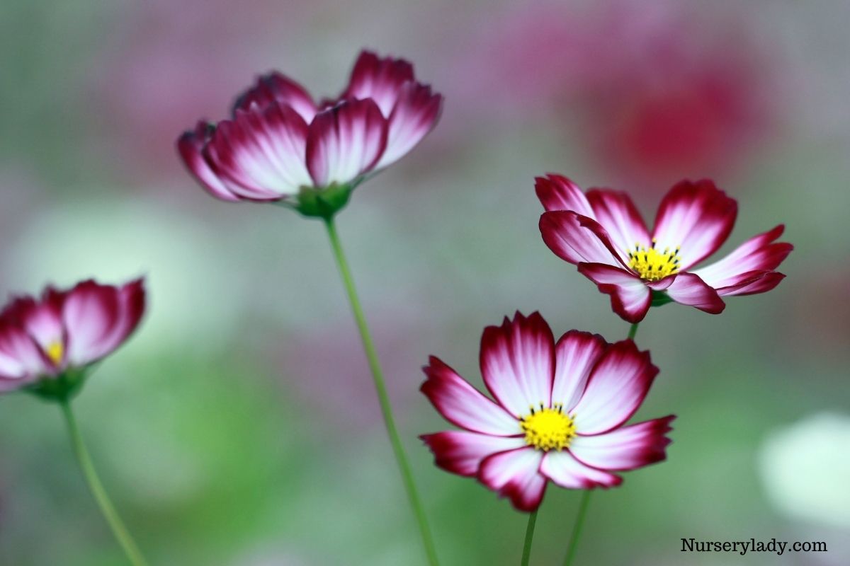 BEST FLOWERS TO GROW IN SOUTHERN CALIFORNIA visual data 6