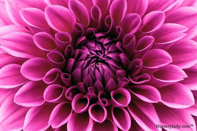 BEST CUT FLOWERS TO GROW IN SOUTHERN CALIFORNIA visual data 8