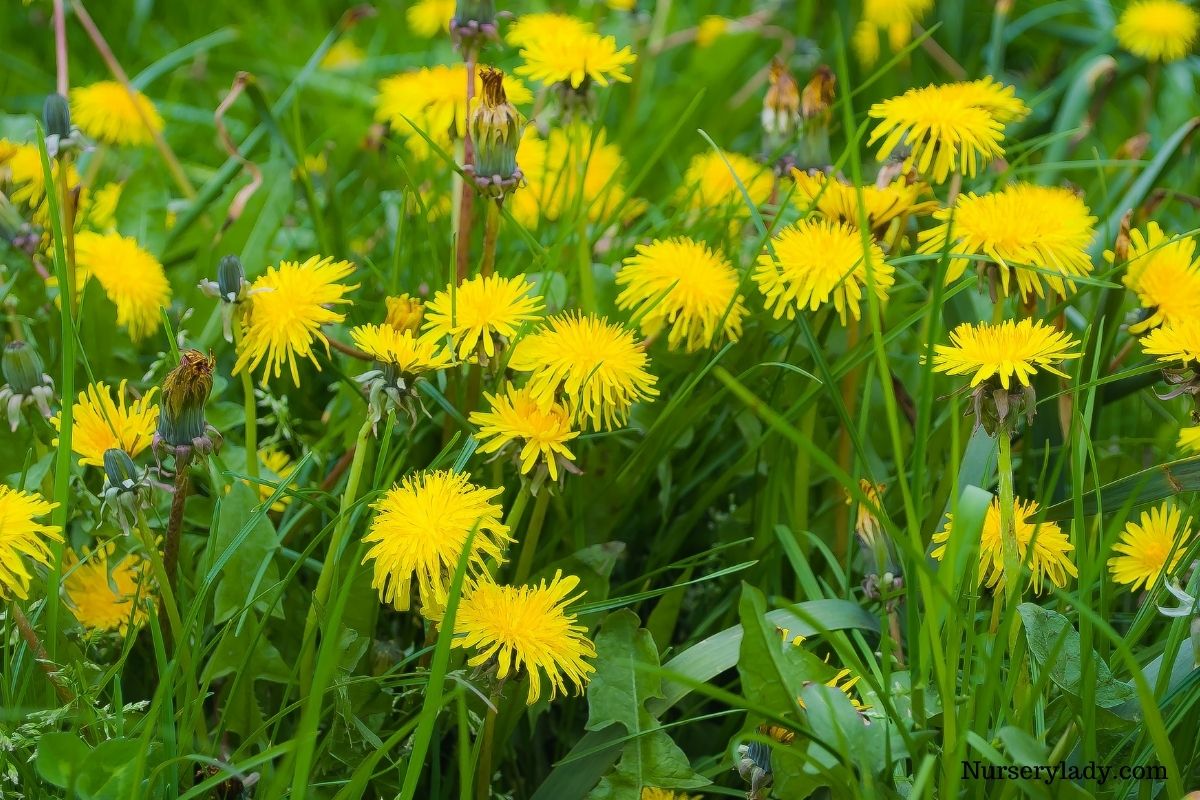 15 Best Flower For Bees (Bee Attracting Flowers+Basic Care Guide)