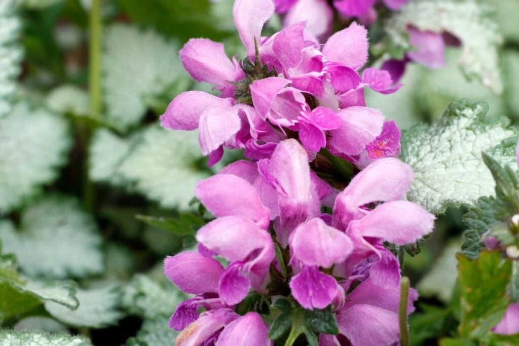 Lamium