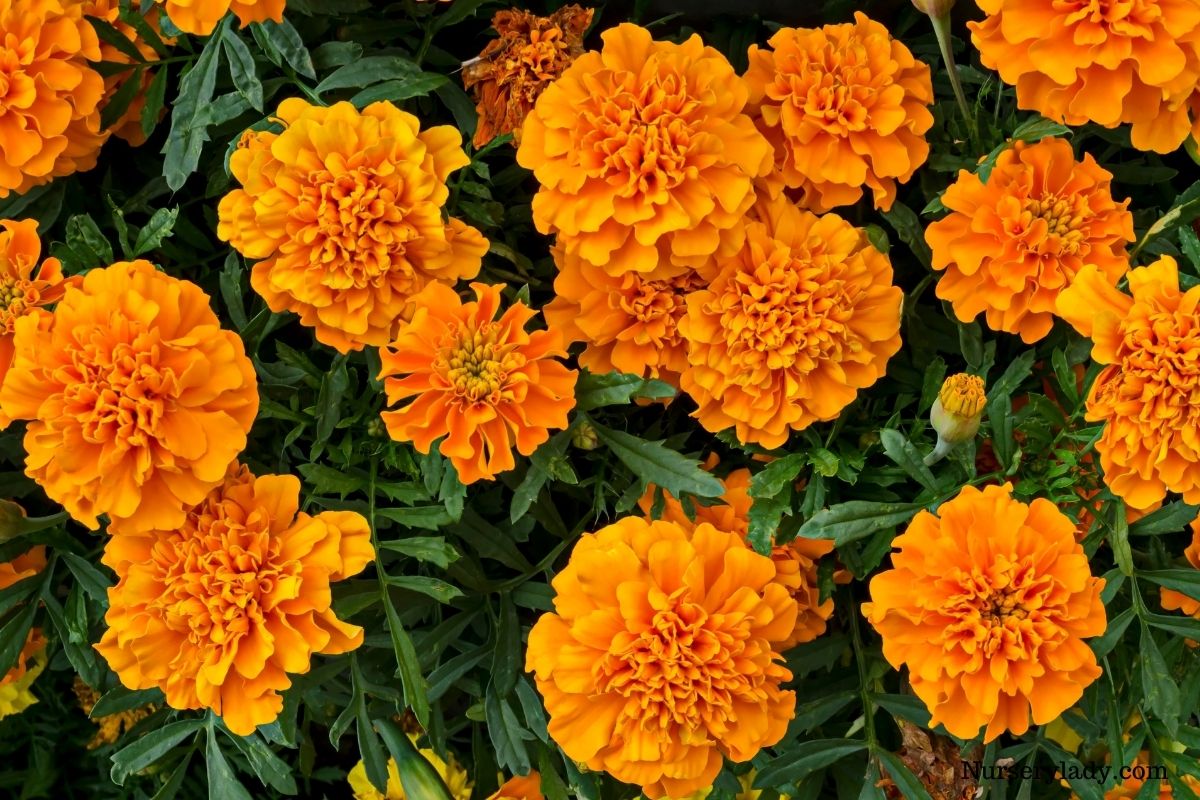 15 Best Flowers For Vegetable Garden (+Basic Care Guide)