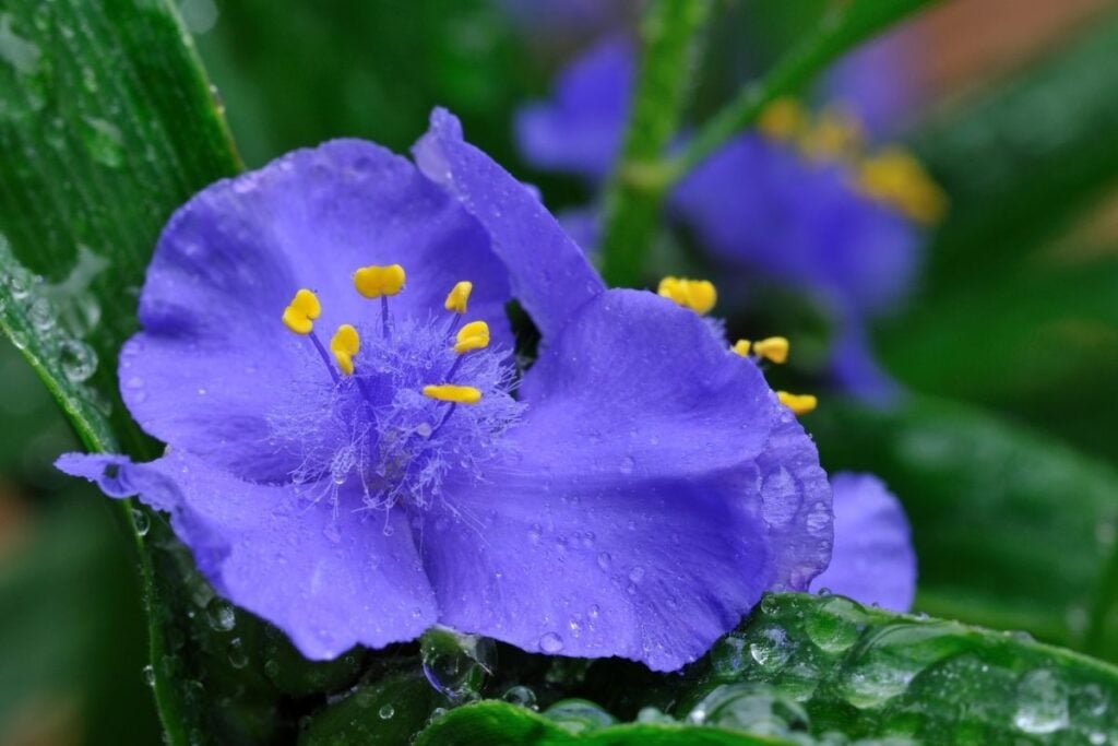 Spiderwort