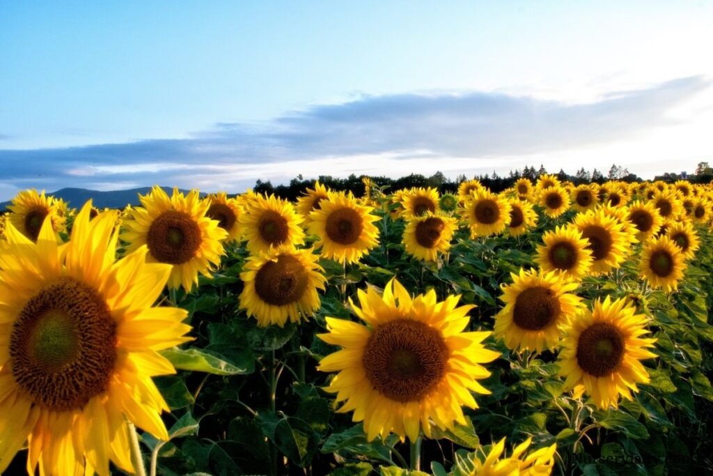 Sunflowers