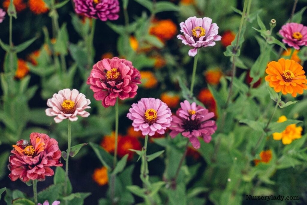 Zinnias