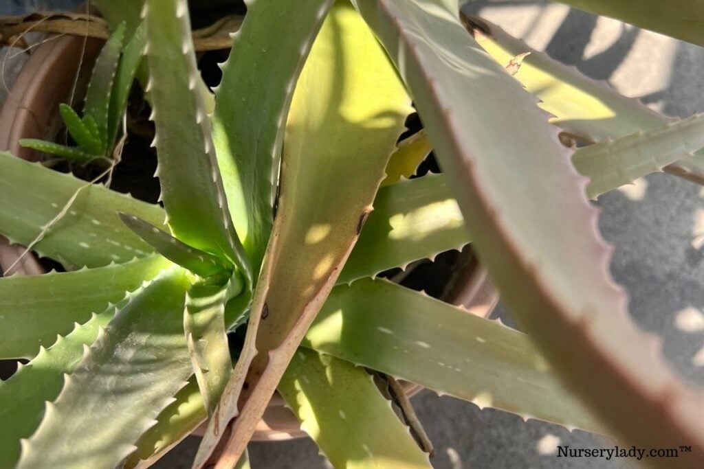 aloe vera curling