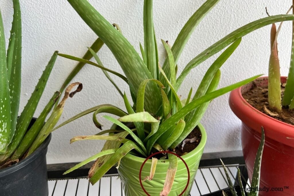 aloe vera brown leaves