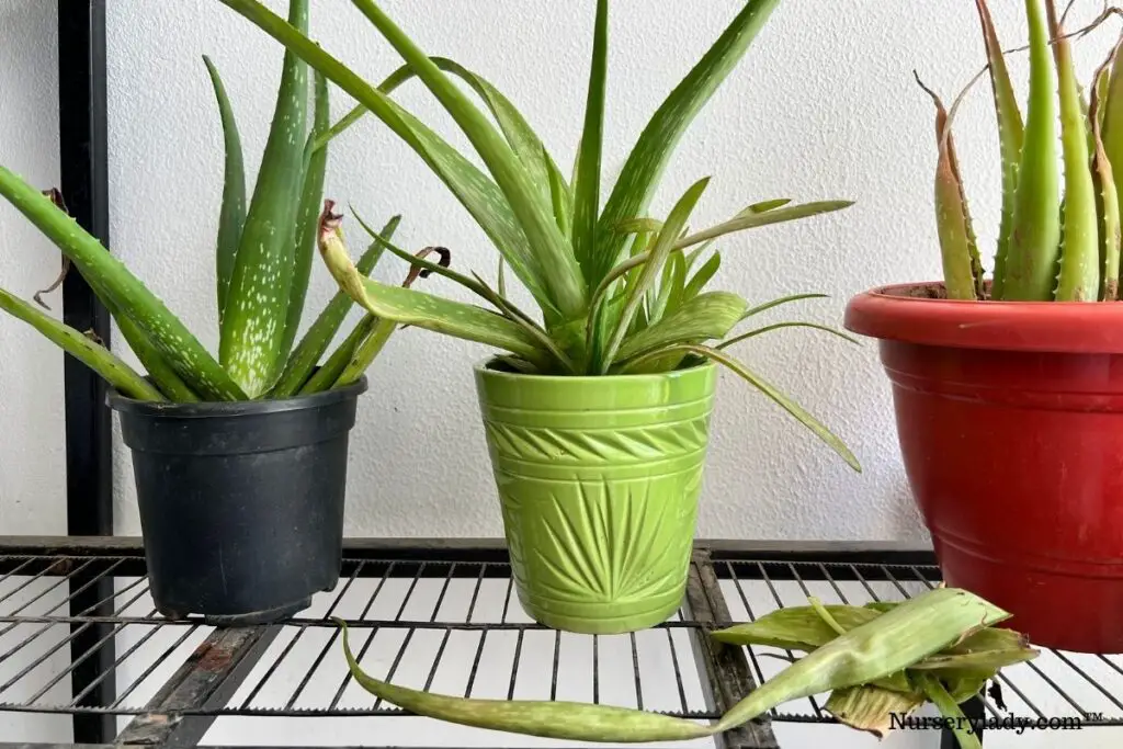 aloe vera clipping old leaves