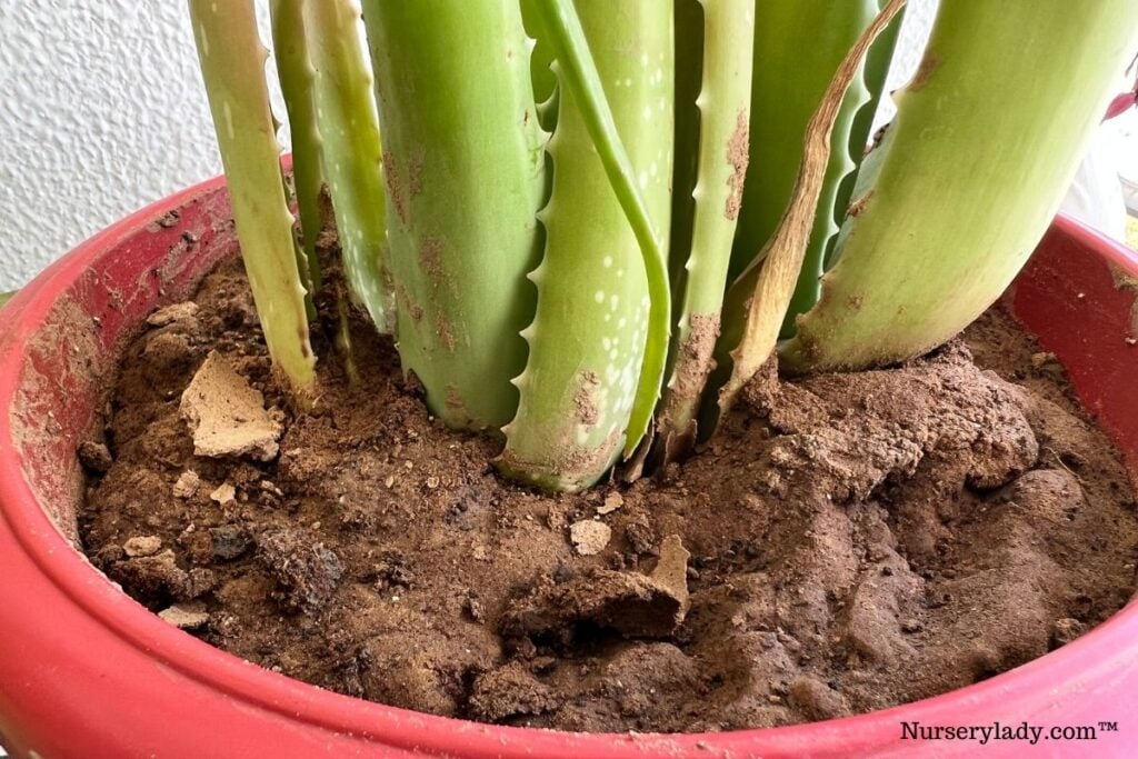 aloe vera dry soil