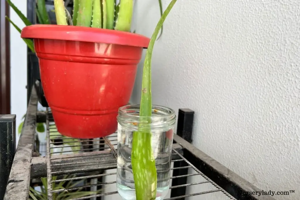 aloe vera grow in water
