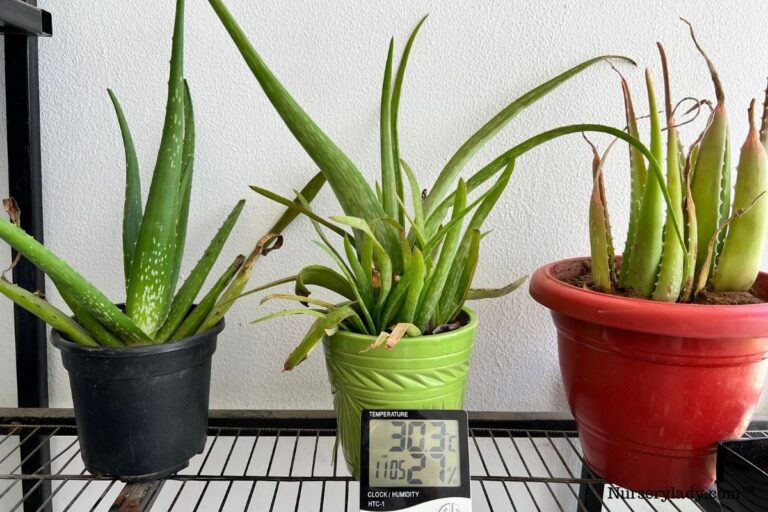 Why Is My Aloe Vera Plant Turning Yellow? (10 Causes+Fix)