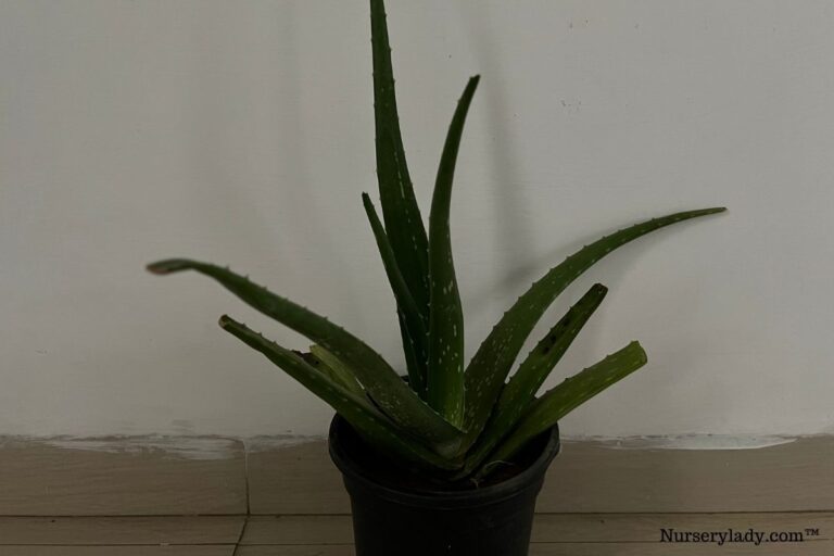 Why Is My Aloe Vera Plant Turning Yellow? (10 Causes+Fix)