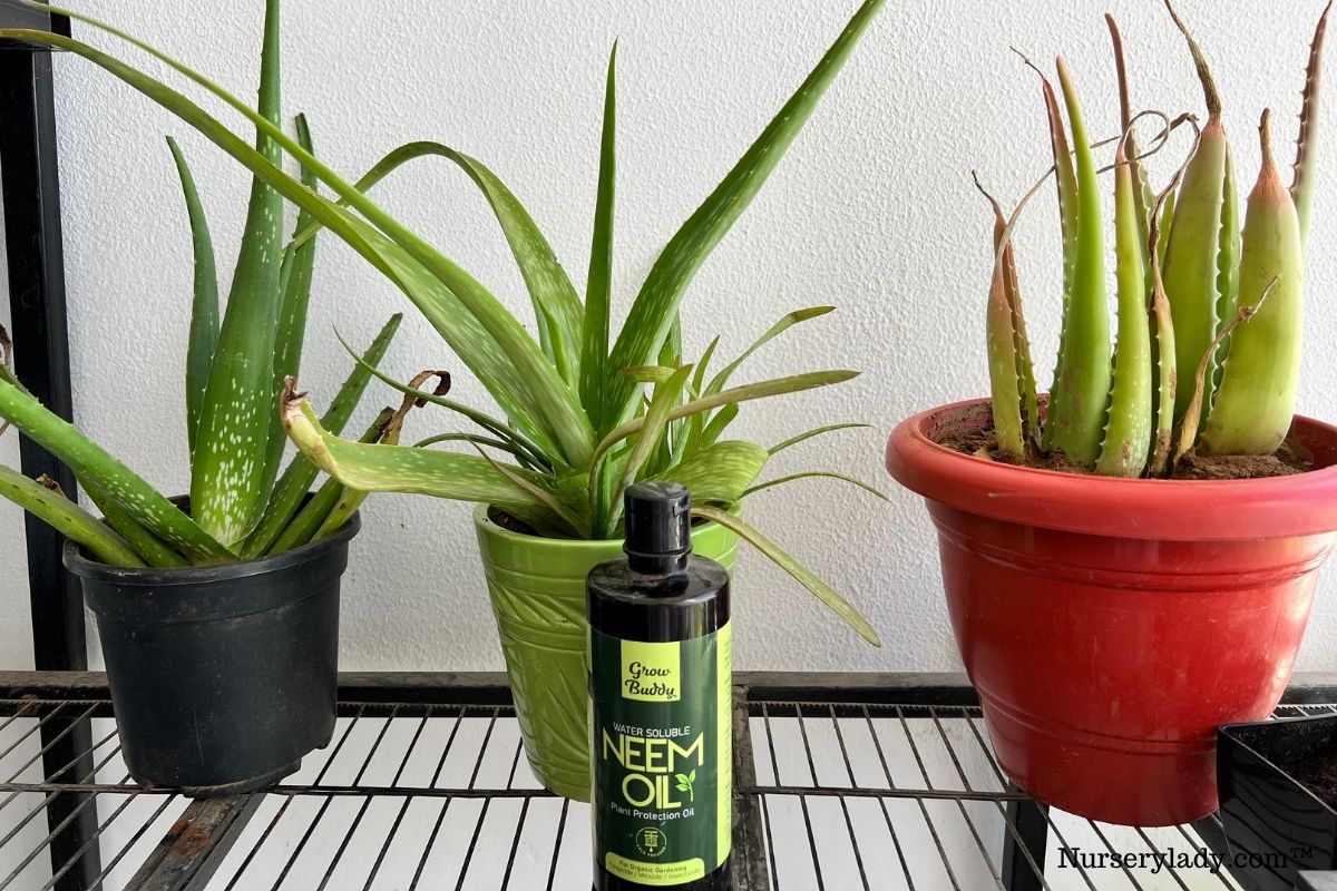 How To Revive Dying Aloe Vera Plant? (11 Problems+Fix)