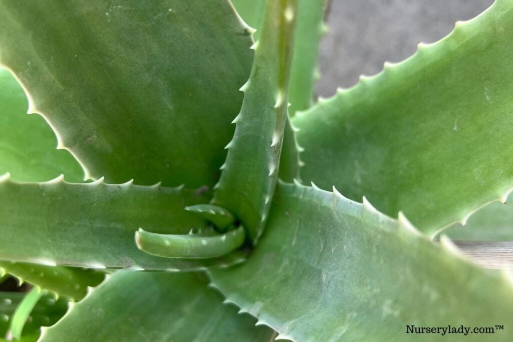 aloe vera new growth