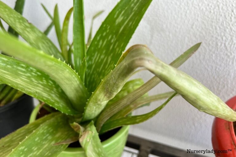 Why Is My Aloe Vera Plant Turning Black? (9 Causes+Fix)