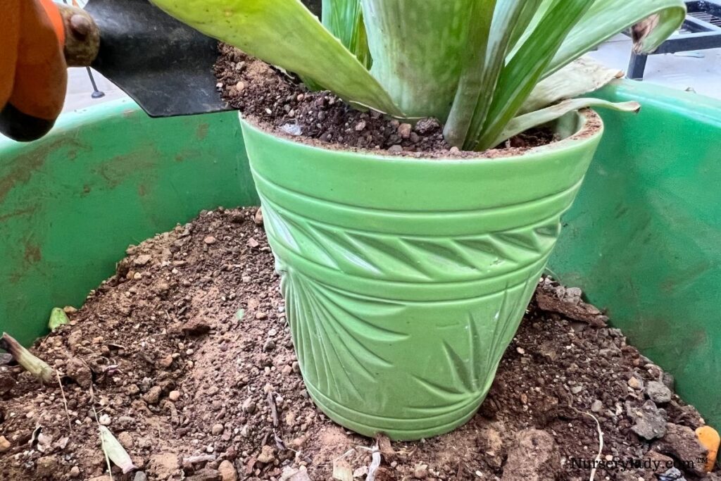 aloe vera repotting