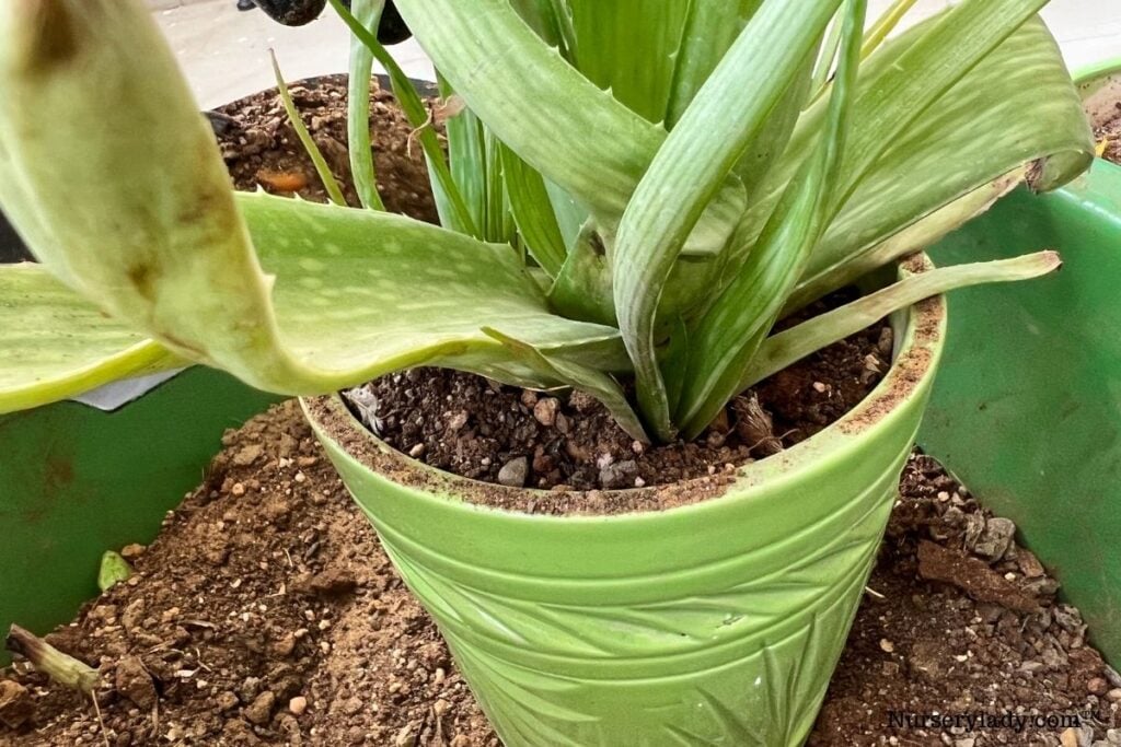 aloe vera soil