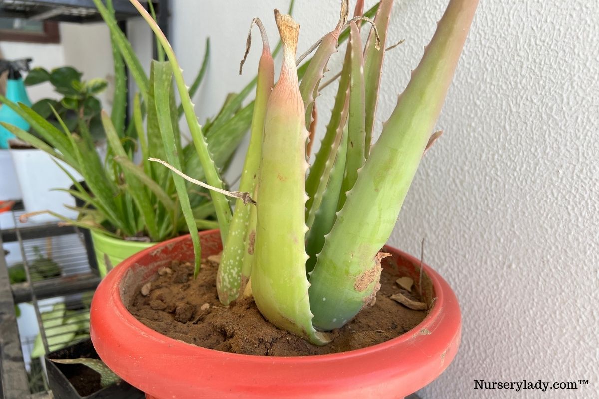 Why Is My Aloe Vera Plant Turning Red? (9 Causes+Fix)