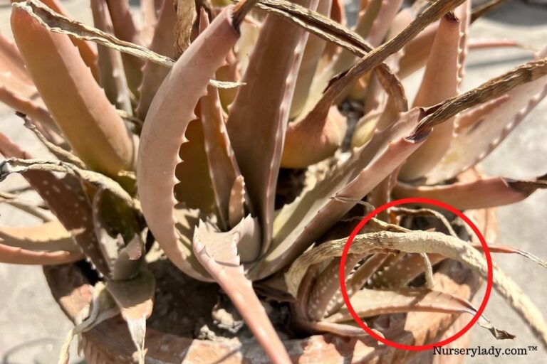 Why Is My Aloe Vera Plant Drying Up? (10 Causes+Fix)