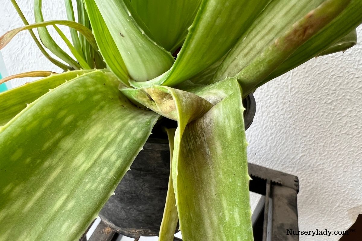 Why Is My Aloe Vera Plant Getting Black Spots? (Causes+How To Fix)