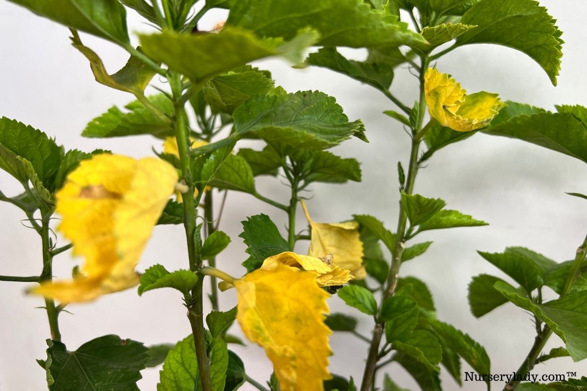 Is Epsom Salt Good For Hibiscus Plants? (Pros & Cons+How To Use)