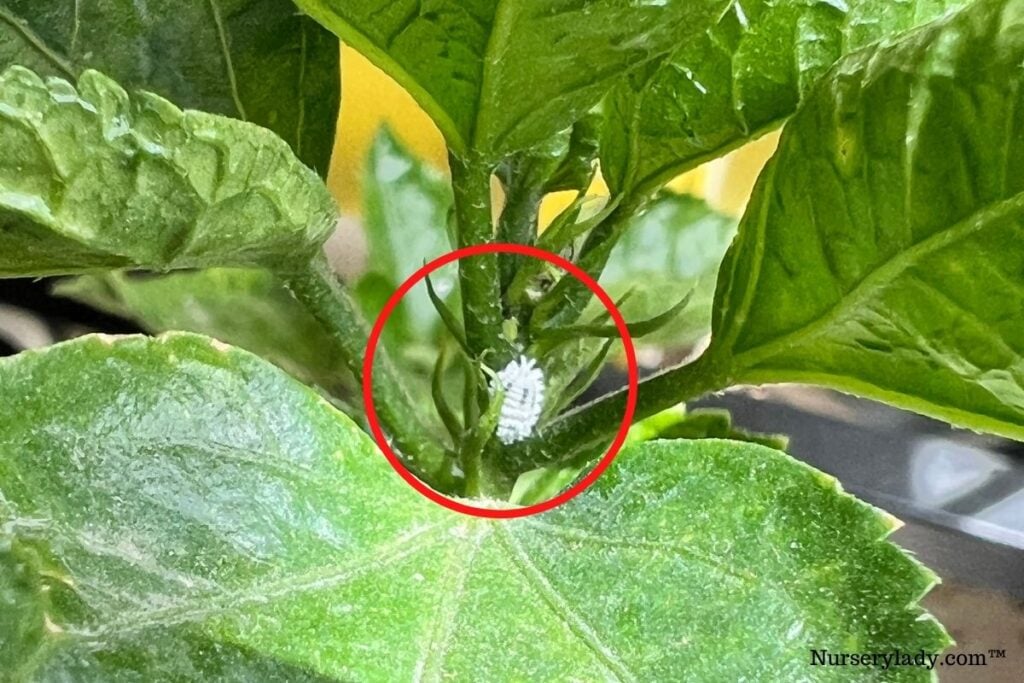 Hibiscus bugs