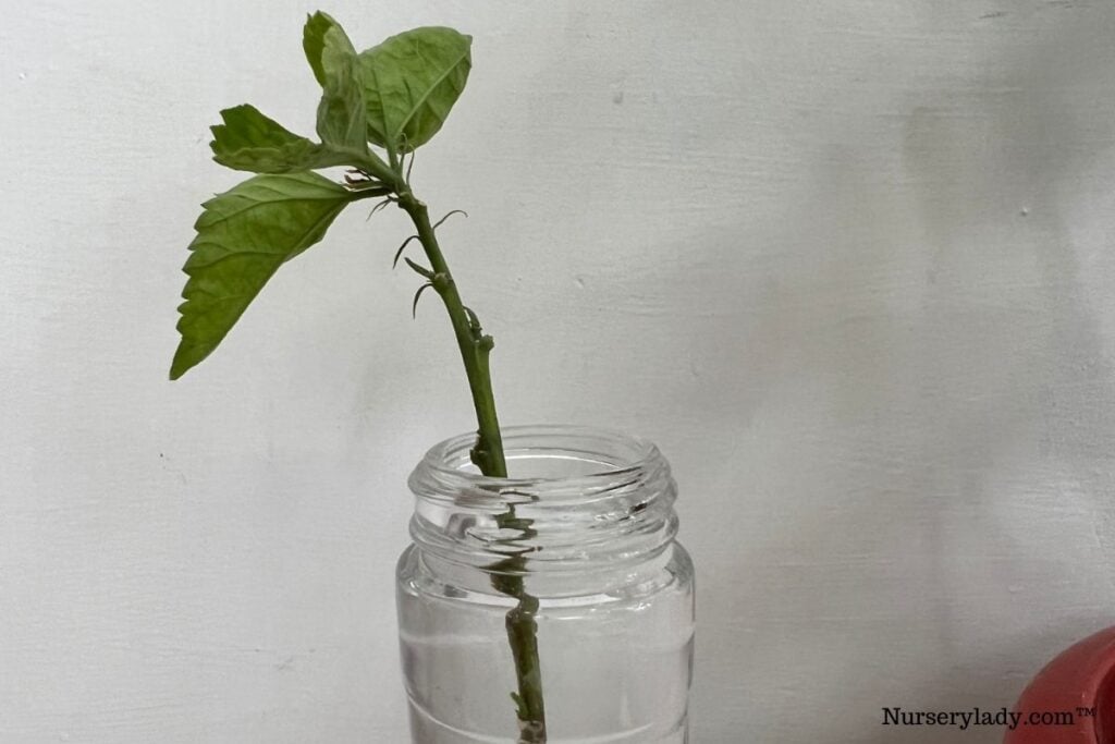 Hibiscus grow in water