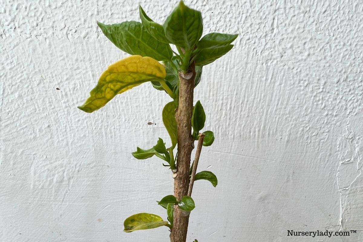 What Is A Good Fertilizer For Hibiscus Plants? (Ideal Ratio+Best Pick)