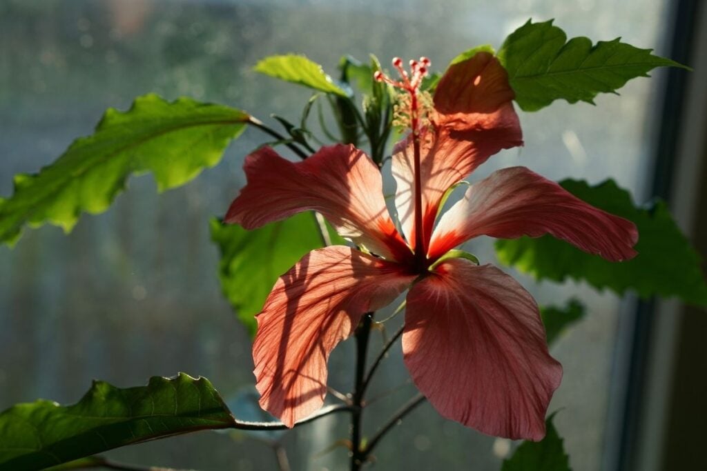 Hibiscus light needs