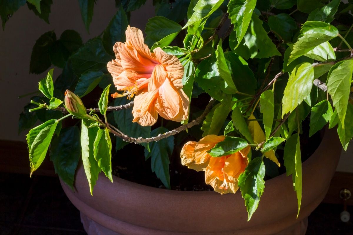 How Much Light Does A Hibiscus Plant Need? (What Kind, How Much & More)