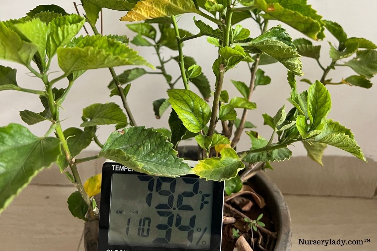Hibiscus Temperature Tolerance Ideal Range+USDA Zones