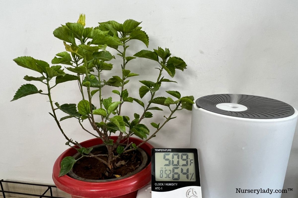 Hibiscus Temperature Tolerance Ideal Range+USDA Zones