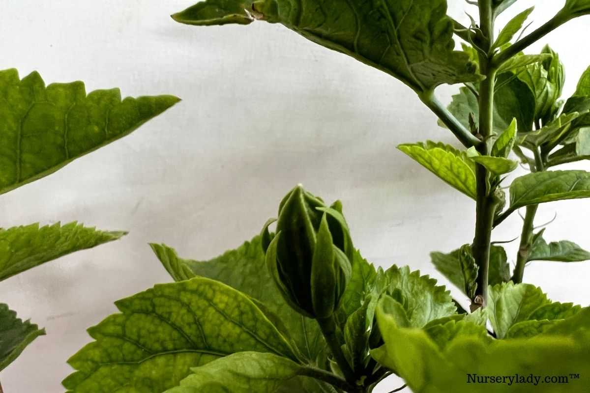 Why Won't My Hibiscus Bloom? (+How To Make Hibiscus Bloom)