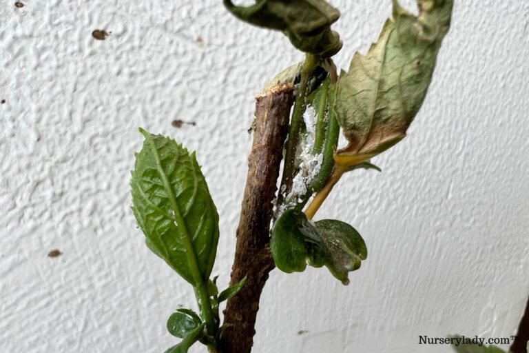 How Do I Get Rid Of Bugs On My Hibiscus? Bugs+Fix)