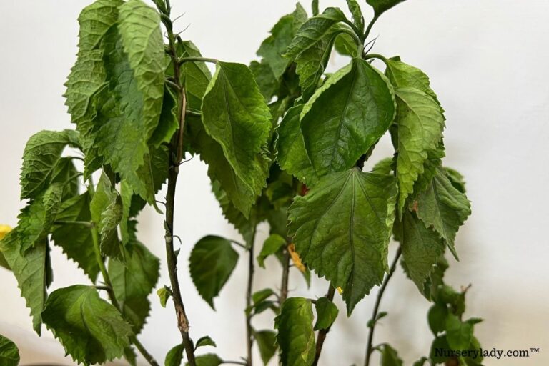 How To Water Hibiscus Plant? (How Much, How Often & More)