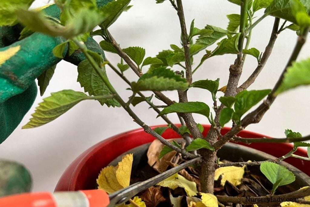 Hibiscus pruning