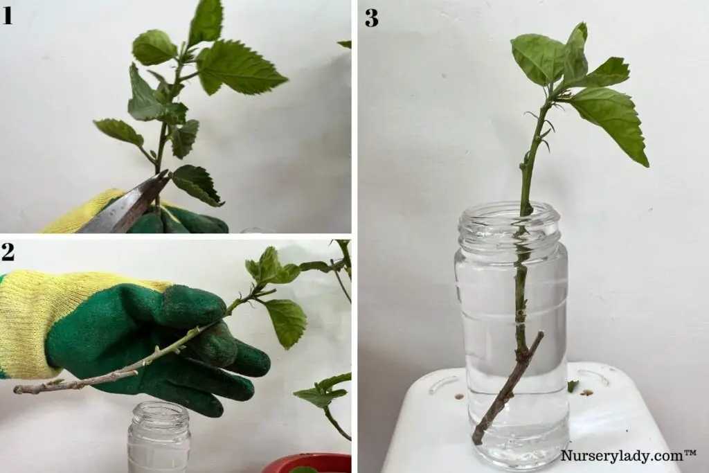 Hibiscus water propagation