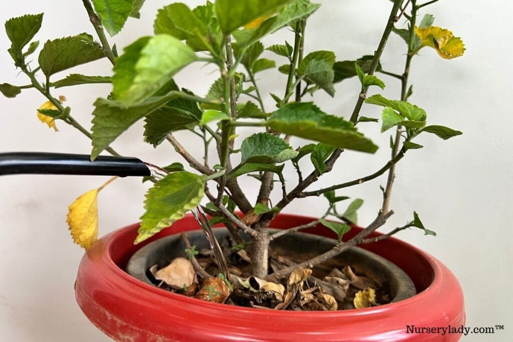 Hibiscus watering