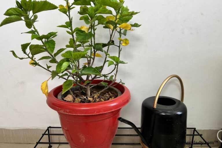 How To Water Hibiscus Plant? (How Much, How Often & More)