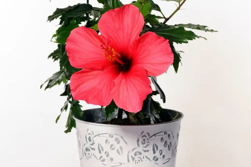 hibiscus in pot
