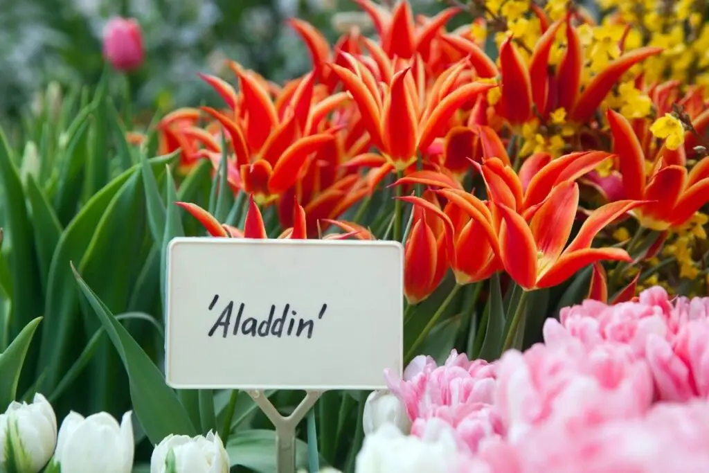 Aladdin tulip