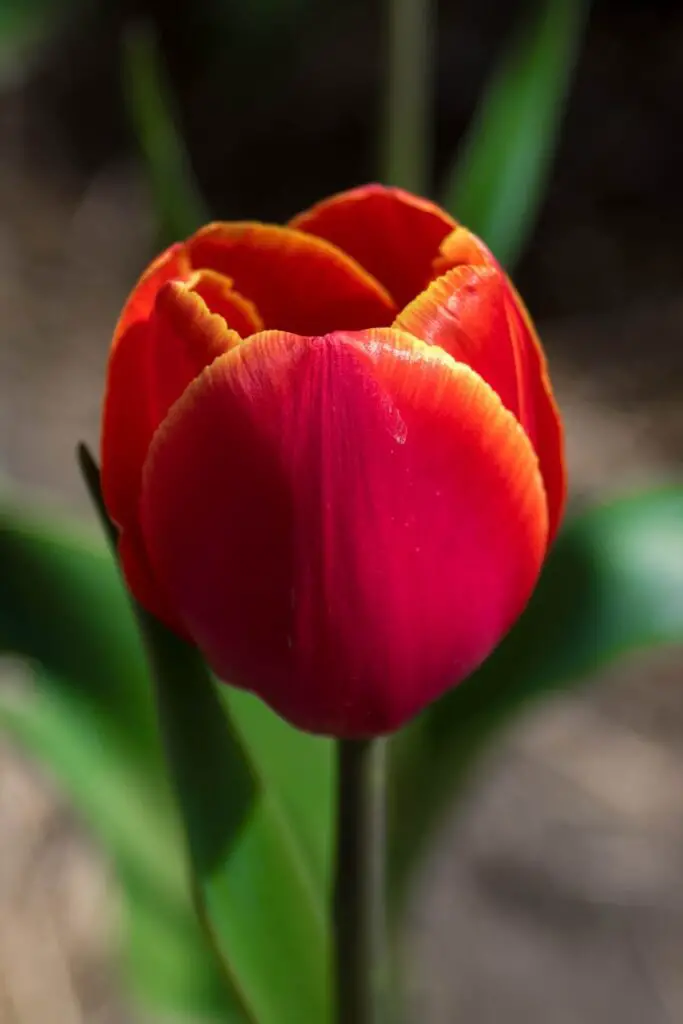 Avignon tulip